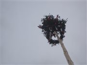 img 3270