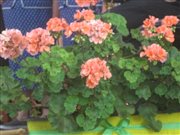 img 0345